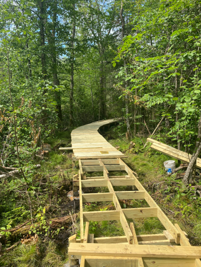 Finished boardwalk over sunny glade