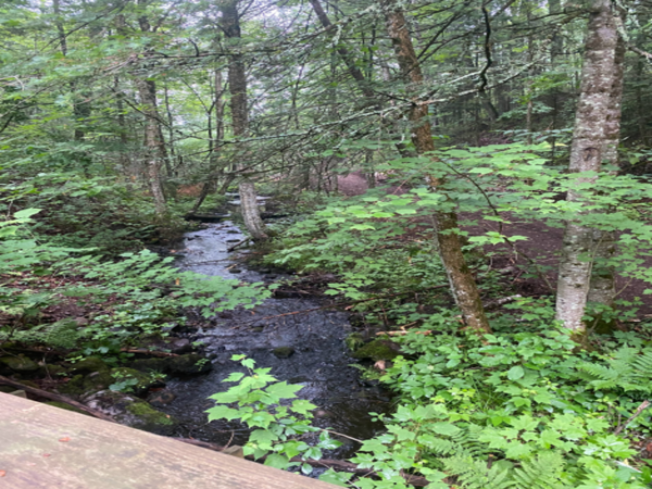 Trail along the creek